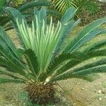 Cycas revoluta পাতা