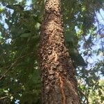 Albizia harveyi Bark