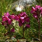 Pedicularis cenisia Flower