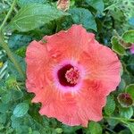 Hibiscus rosa-sinensisFlower