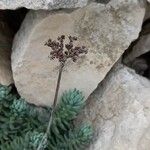 Sedum sediforme Blomst