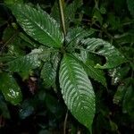 Palicourea cyanococca List