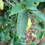 Carpinus japonica ഇല