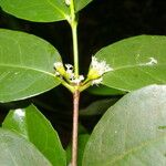 Cassipourea elliptica Levél