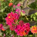 Lantana aculeata Flors