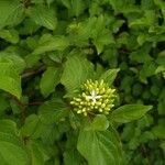 Cornus sanguineaКвітка