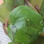 Heteranthera limosa Fruitua