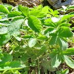 Potentilla thurberi ഇല