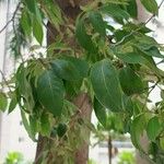 Cordia alliodora Hoja