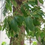 Cordia alliodora Levél