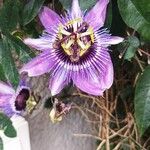 Passiflora amethystina花