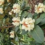 Rhododendron macabeanum Çiçek