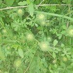 Trifolium lappaceum Leht