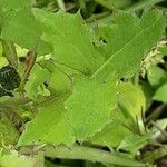 Sonchus oleraceus Leaf