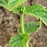 Mentha × rotundifolia Écorce