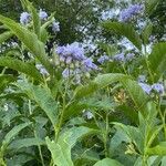 Solanum bonariense Other