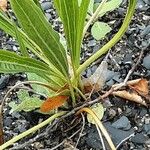 Plantago argentea Хабит