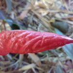 Anthurium andraeanum Flower