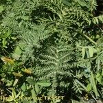 Artemisia atrata Leaf