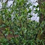 Ilex cornuta موطن