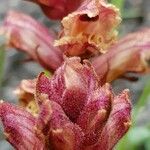 Orobanche alba Kvet