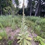 Verbascum thapsusBlatt