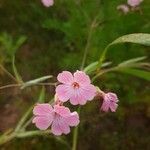 Vaccaria hispanica Flower
