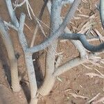 Acacia spirorbis 樹皮