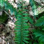 Polystichum acrostichoides ഇല