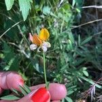 Hosackia oblongifolia Flower