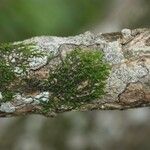 Vepris lanceolata Ŝelo