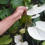 Vitis tiliifolia List