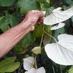 Vitis tiliifolia Leaf