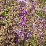 Matthiola longipetalaBlüte