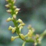 Polystachya concreta Floro