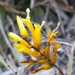 Deuterocohnia longipetala Λουλούδι