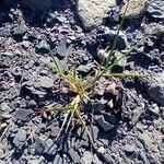 Panicum repens Blad