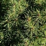 Picea glauca List