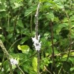 Stachytarpheta cayennensis Blüte