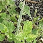 Silene italica Blad