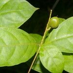 Rinorea hummelii Fruit