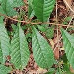 Tetracera alnifolia 叶