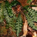 Blechnum opacum Frunză