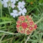 Eriogonum heracleoides Floare