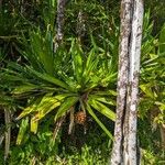 Pandanus purpurascens Fruto