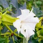 Datura stramonium Kwiat