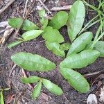 Brackenridgea arenaria Хабит