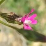 Silene muscipula Fula
