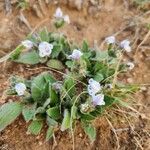 Craterostigma hirsutum Hábito