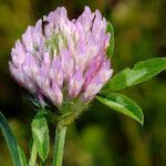 Trifolium pratense Цветок